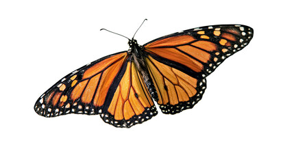 Monarch butterfly with orange and black wings spread © Thaddeus