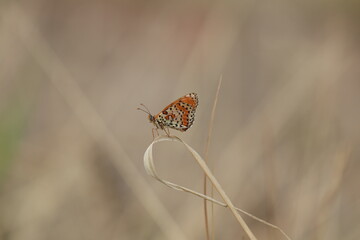 una farfalla melitaea didyma su un fiore al tramonto © Simona