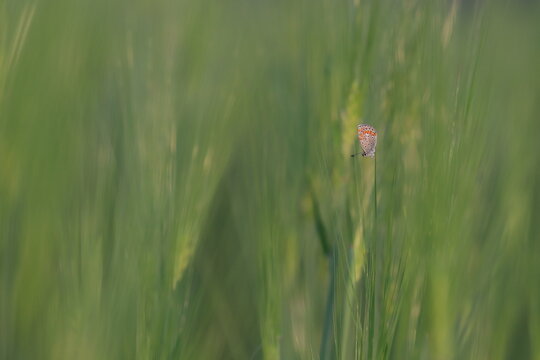una farfalla licenide al tramonto in un campo