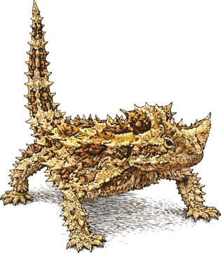 Moloch horridus illustration art