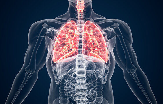 Human Respiratory System highlighting Lungs with rest of the body in X-ray