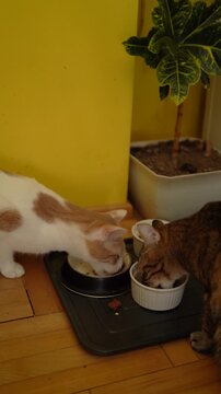 Two cats are eating cat food at home