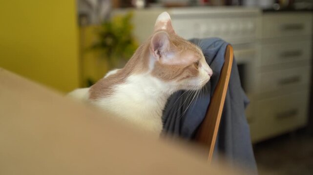 cat in the kitchen
