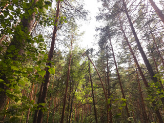 Fototapeta premium Low angle view looking up at tall pine trees and green birch leaves against a bright sky in a lush summer forest.
