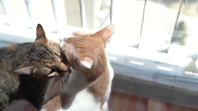 Two adorable pet cats licking their animal hair or fur on a terrace at home