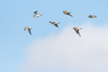 Fototapeta premium Little ringed plover (Charadrius dubius) a small bird with brownish-white plumage, a small flock of birds in flight, animals against the sky on a sunny summer day.