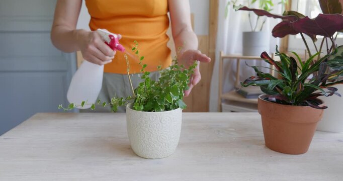 Woman spraying houseplants. Moisturize leaves of tropical plants during the heating season at home. Greenery at home. Eco-friendly life. Taking care of plants, hobby.