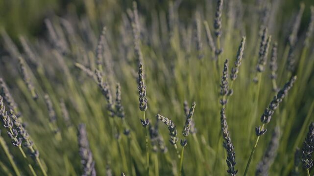 Close Up of Blooming Lavender Flowers in Summer