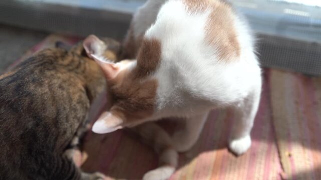 Two adorable pet cats licking their animal hair or fur on a terrace at home