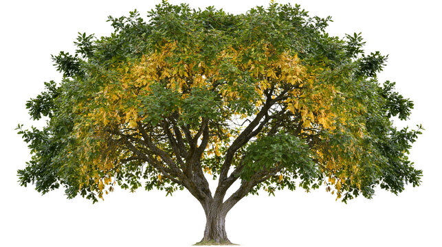 Deciduous oak tree with green and yellow leaves in autumn