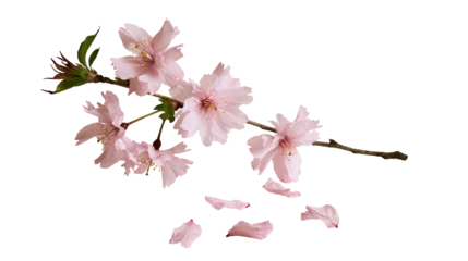 Fotobehang Bloesem Pink cherry blossom branch with falling petals  © Ophelia