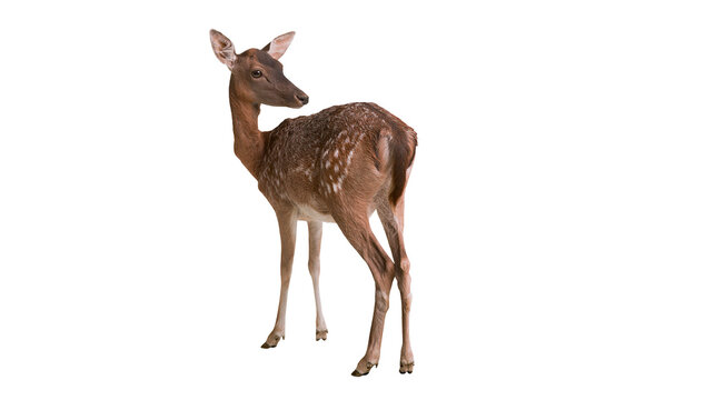 Fawn deer with spotted brown fur standing on white