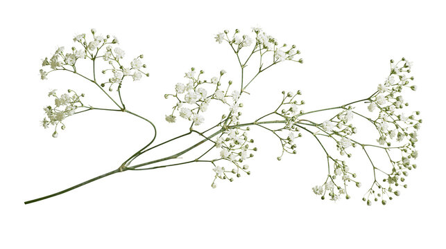 Delicate white baby s breath flowers on thin green stems