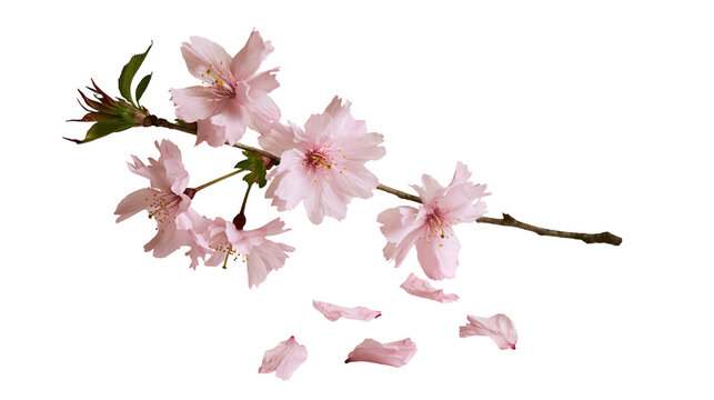 Pink cherry blossom branch with falling petals