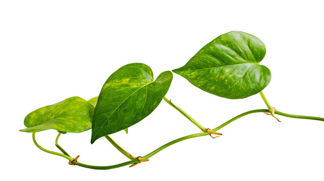 Green Epipremnum Aureum leaves with vine