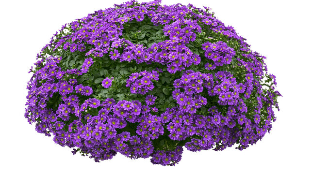 Dense bush of small purple aster flowers with green leaves