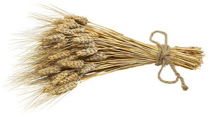 Bundle of ripe golden wheat ears tied with jute rope © Ophelia