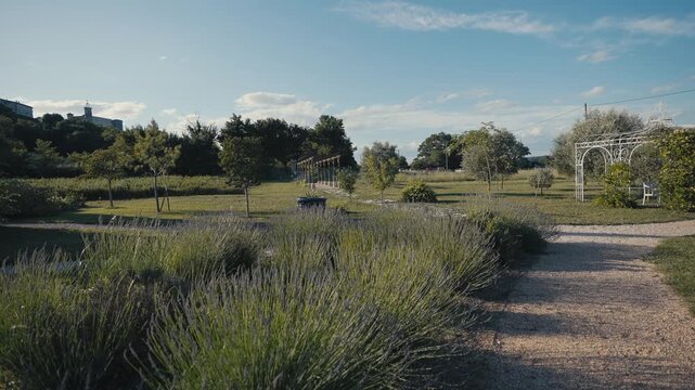 Lavender Garden Path in Summer with Blue Sky