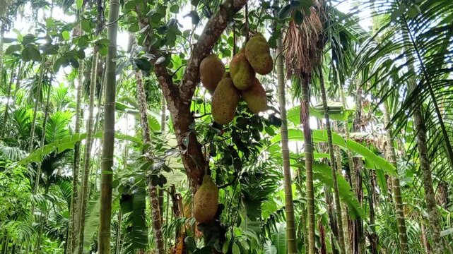 Horizontal View of Big Jackfruits Growing on Tree Trunk with Green Tropical Forest in Background