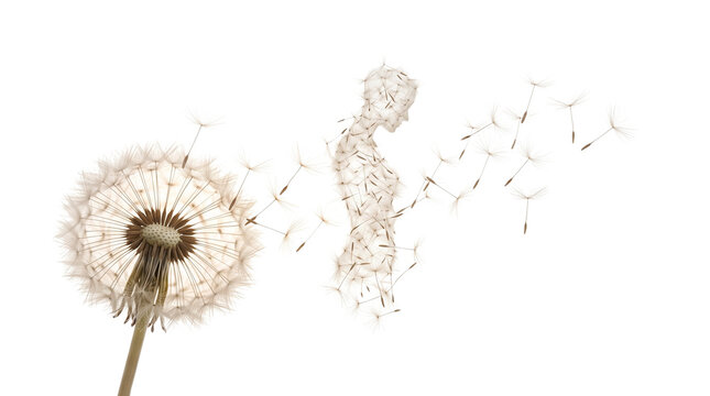 Surreal dandelion seeds forming a human silhouette, ethereal floral woman figure in wind, conceptual nature art for mental health and transformation isolated PNG with Transparent Background