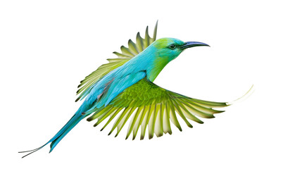 Obraz premium Blue-tailed bee-eater bird in flight with spread wings