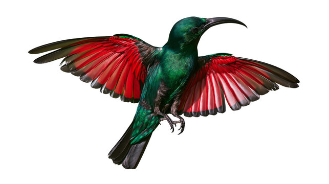 Green bird with bright red wings in flight