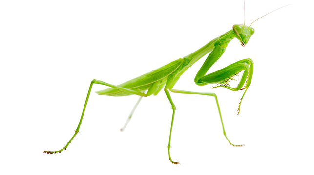 Green praying mantis insect with long legs and antennae