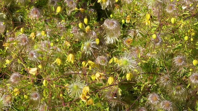 Clematis Tangutica: Yellow Flowers and Feathery Seed Heads: Detailed video footage of Clematis tangutica showing the simultaneous blooming of vibrant yellow flowers and the formation of decorative fea