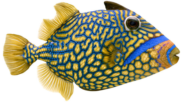 Ornate Triggerfish with Yellow and Blue Pattern