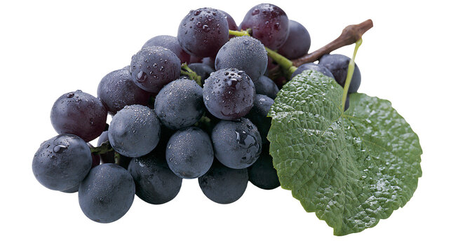 Dark purple grapes with water droplets and green leaf