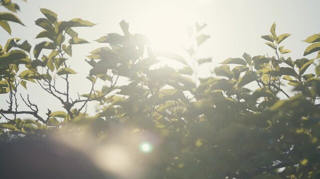Sunlight Through Green Tree Leaves