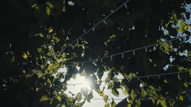 Tree Leaves with Wedding String Lights in Sunlight