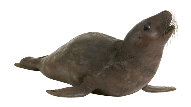 Brown seal pup with dark eyes and whiskers lying down