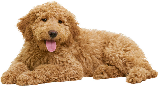 Golden doodle dog with curly fur lying down with tongue out