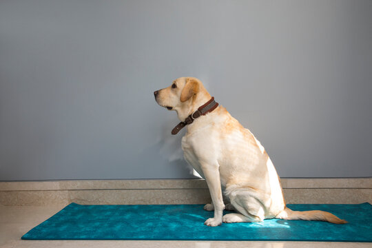 Cute dog sitting on his owner�s yoga mat. 