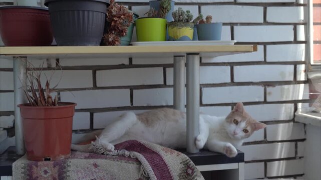 Adorable cat pet lying on a terrace shelf with flower pots