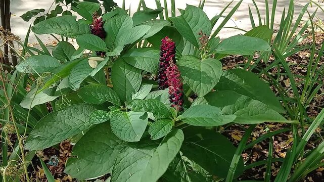 A bush of poisonous  Phytolacca americana (American pokeweed, pokeberry, inkberry) in a meadow