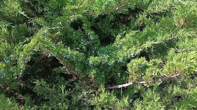 Thuja (arborvitae) growing with inedible berries on it