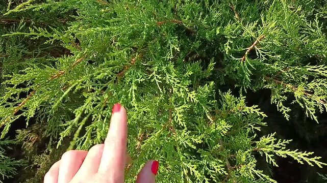 Hand with red manicure touching Cossack juniper (Juniperus sabina, savin, savin juniper)