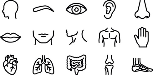 Obraz premium Human Internal Organs Line Icons Vector Set Brain Heart Lungs Liver Kidney Anatomy Collection
