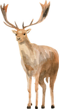 Watercolor Male Deer with Antlers Standing