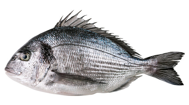 Silver Gilt-head Bream fish with scales and fins