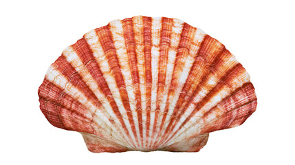 Orange and white striped scallop seashell © Sylas