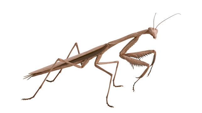 Brown praying mantis insect with spiky forelegs extended