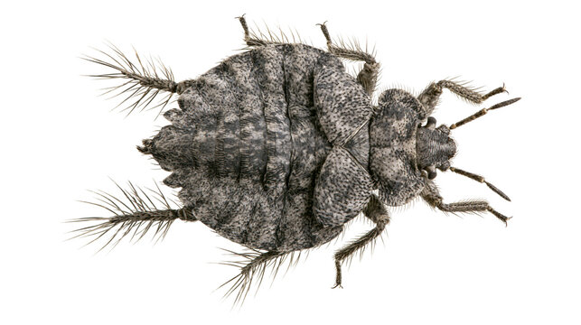 Dorsal view of a grey speckled insect with hairy legs and antennae