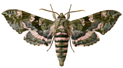 Pink striped moth with green patterned wings © Sylas
