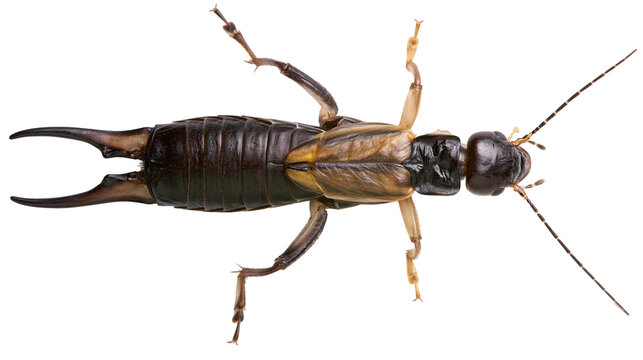 Dark brown earwig insect with segmented body and pincers