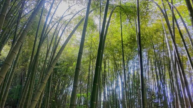 ドローンで撮る日本の風景　木漏れ日差す京都風の静かな竹林を見上げてゆっくり上昇するFPVローアングル空撮