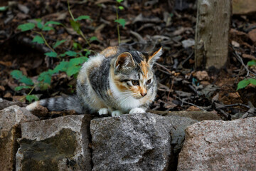 cat in the mountain © GrtZ