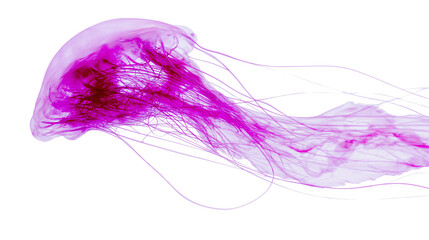 Pink jellyfish with long tentacles floating © Sylas